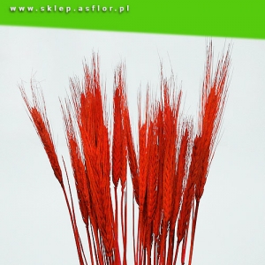 pszenżyto czerwone - susz roślinny - zboża